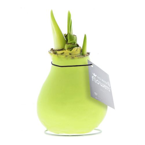 Amaryllis bulb in gift box - Image 17